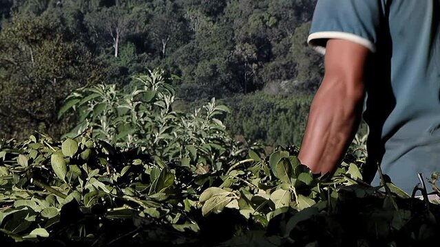 Farmer Raking Yerba Mate Leaves at A Yerba Mate Plantation in Misiones Province, Argentina. 4K Resolution.