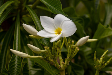 White Colour flower is similar to the frangipani flower