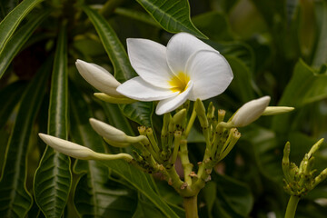 Fototapeta premium White Colour flower is similar to the frangipani flower
