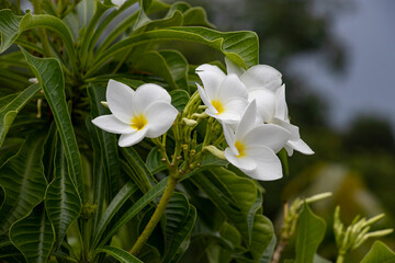 White Colour flower is similar to the frangipani flower