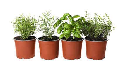 Fototapeta na wymiar Different aromatic potted herbs on white background