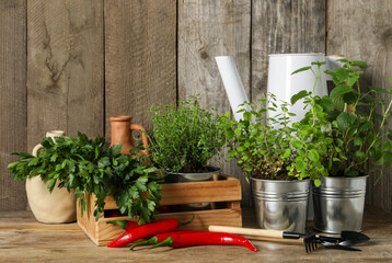Different aromatic potted herbs, gardening tools and chili peppers on wooden table