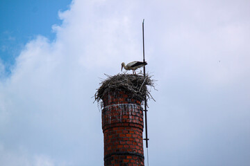 stork on the pipe