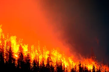 Foto op Plexiglas Warm oranje Wildfire. Wildfire in Greece. Forest fire. Forest fire in progress. Fire. Large flames. Maui. British Columbia. Canada. Athens. Evros. Parnitha. Dadia. Alexandroupolis. Rodopi. Mount Parnitha. Andros.