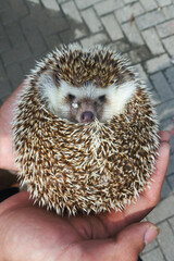a mini hedgehog curled up hiding behind its quills over someone's hand