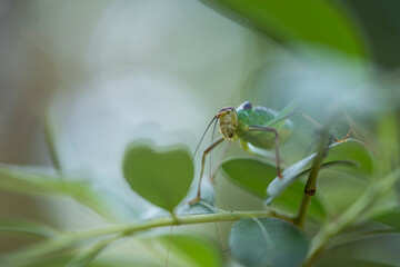 grasshopper on a leaf