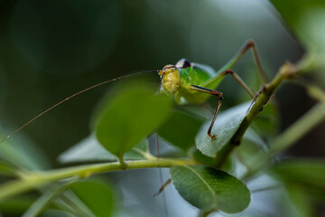 grasshopper on a leaf
