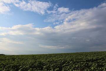 A field of green plants under a blue sky