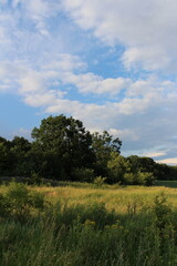 Obraz premium A field of grass and trees