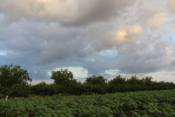 A field of green plants and trees