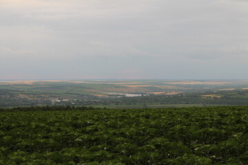 A large field of green plants