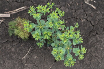 A plant growing in the dirt