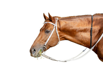 A chestnut Thoroughbred horse with a white bridle and bit eating daisies.