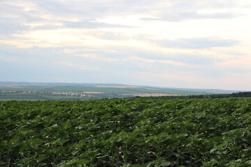 A field of green plants