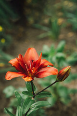 Fototapeta premium Beautiful lily flowers in the garden. Close-up