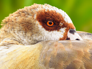 Close-up of Egyptian Goose