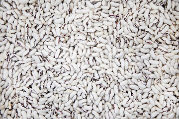 Top view full frame background of dried uncooked white bean seeds stacked together.