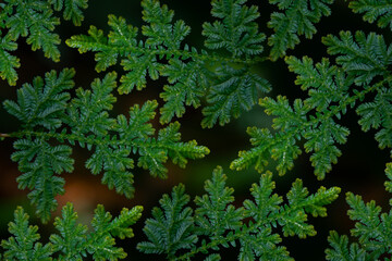 Tropical ferns in the Amazon jungle