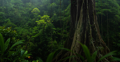 Big tree in the rainforest
