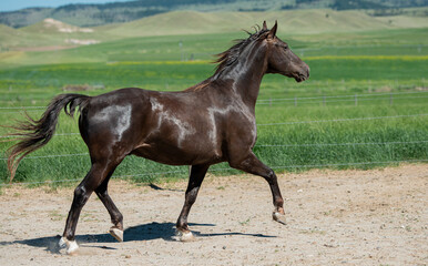 Fototapeta premium good looking horse trotting showing his confirmation