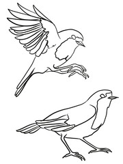Robin line art. Standing and flying Bird sketch 