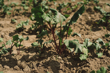 Young beet on the field, early eco food. Selective focus. Agriculture scene.