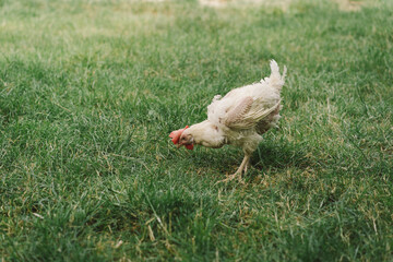 Sick chickens bald birds without feathers walk on a free range. Chickens without feathers
