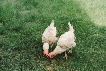 Sick chickens bald birds without feathers walk on a free range. Chickens without feathers
