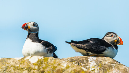 Atlantic Puffin, Fratercula arctica in habitat