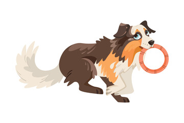 Border Collie Dog Breed with Thick Coat Running with Ring Vector Illustration