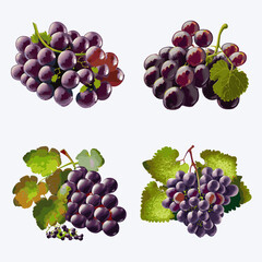 Beautiful Grape in solid background, vector illustration