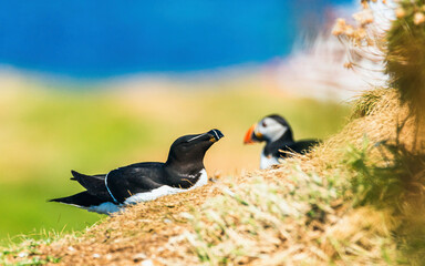Razorbill, Alca Torda in habitat