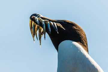 Razorbill, Alca Torda with fish in its beak