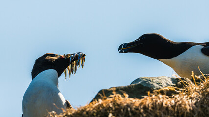 Razorbill, Alca Torda with fish in its beak
