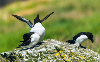 Razorbill, Alca Torda in habitat