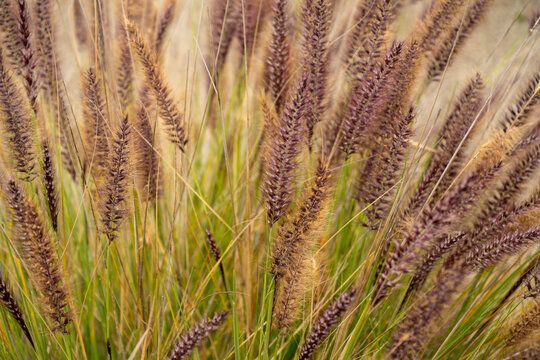 Purple Fountain Grass Bush In The Park