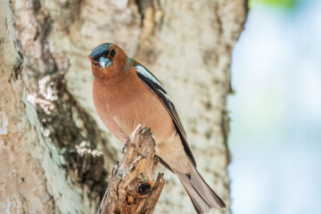 Common chaffinch, Fringilla coelebs, sits on a tree. Common chaffinch in wildlife.
