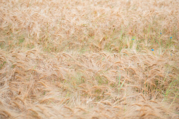 a large field of wheat