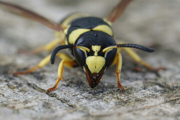 Facial closeup on a colorful yellow and black potter wasp, Euodynerus dantici sitting on wood