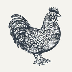 Fototapeta na wymiar Chicken. Vintage woodcut engraving style vector illustration.