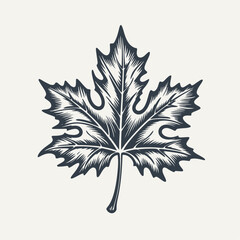 Maple leaf. Vintage woodcut engraving style vector illustration.