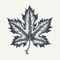 Maple leaf. Vintage woodcut engraving style vector illustration.