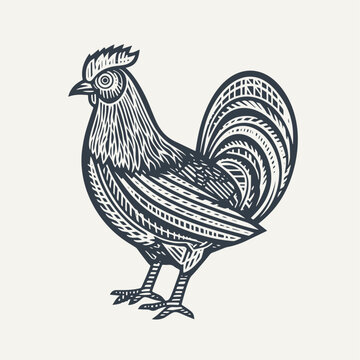 Rooster. Vintage woodcut engraving style vector illustration.
