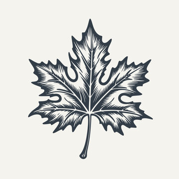Maple leaf. Vintage woodcut engraving style vector illustration.
