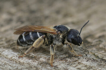 Closeup on a female of the impressive giant furrow bee, Halictus quadricinctus