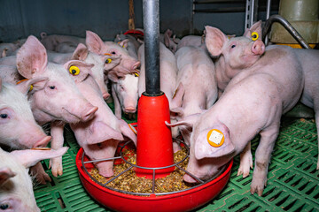 Ferkelfütterung - Ferkel umzingeln den Futtertrog .