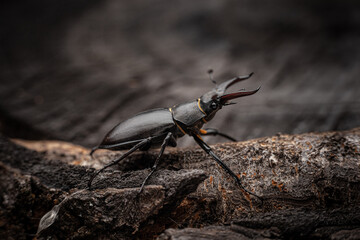 Young stag beetle on tree bark macro