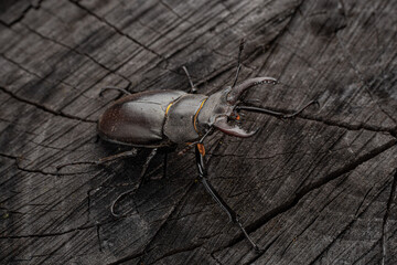 Young stag beetle on tree bark macro