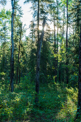 Nature background, forest glimmers with morning sunlight