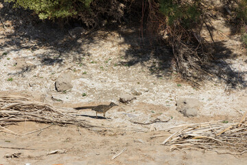 Roadrunner in the sand